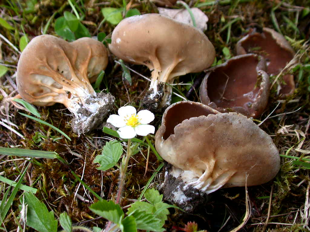 Helvella leucomelaena?